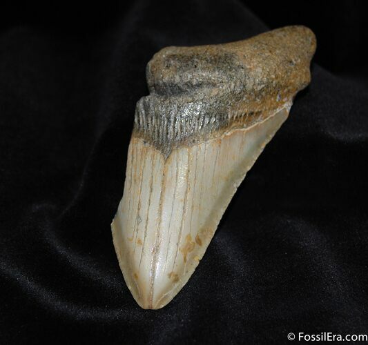 Partial Inch Megalodon Tooth #573